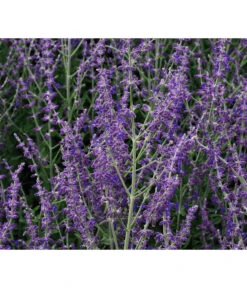 Blauraute 'Blue Spire' -Gardena Store 7302631 WE MO 001 PerovskiaLittleSpireTBlauraute