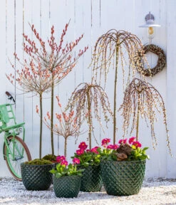 Stängelprimel, Verschiedene Farben -Gardena Store 7464738 8816498 6705461 WE MO 001 KaetzchenweideStaengelprimelTopfElite