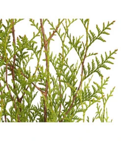 7 Meter Lebensbaum 'Brabant', 12 X Ca. 140-160 Cm -Gardena Store 7511009 WE DE 001 LebensbaumThujaOccidentalisBrabant3L 1
