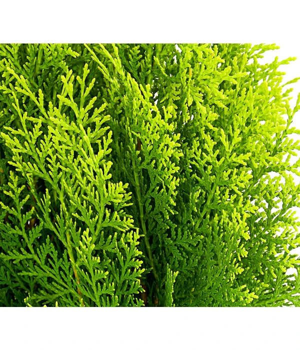 Gelber Zwerg-Lebensbaum 'Aurea Nana' 2 Gelber Zwerg-Lebensbaum 'Aurea Nana' – Bild 2