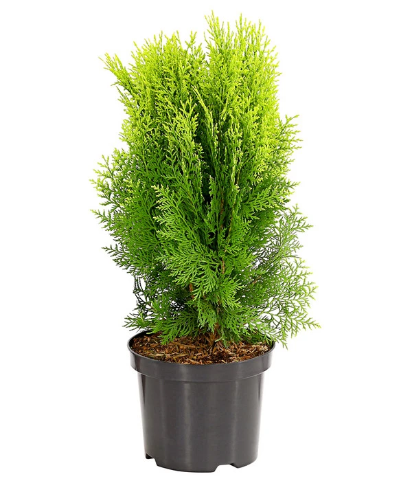 Gelber Zwerg-Lebensbaum 'Aurea Nana' 1 Gelber Zwerg-Lebensbaum 'Aurea Nana'