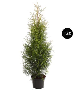 7 Meter Lebensbaum 'Brabant', 12 X Ca. 140-160 Cm