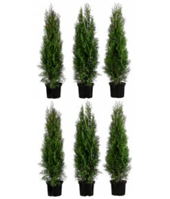 2 Meter Lebensbaum 'Smaragd', 6 X Ca. 80-100 Cm