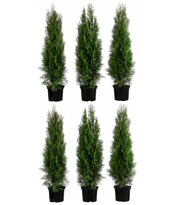 2 Meter Lebensbaum 'Smaragd', 6 X Ca. 80-100 Cm 1 2 Meter Lebensbaum 'Smaragd', 6 X Ca. 80-100 Cm