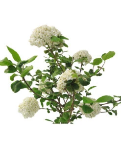 Großblumiger Duft-Schneeball -Gardena Store 7533623 BildFS 001 GrossblumigerDuftSchneeballVibCarlcephalum