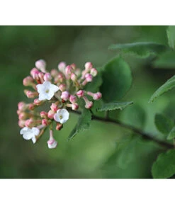 Großblumiger Duft-Schneeball