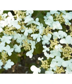 Japanischer Etagen-Schneeball 'Mariesii' -Gardena Store 7537194 BildD 001 JapanischerEtagenSchneeballMariesiiVibPlicatumMariesii