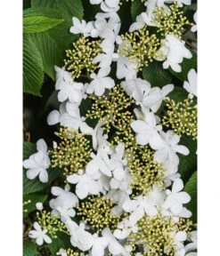 Japanischer Etagen-Schneeball 'Mariesii' -Gardena Store 7537236 PR DE 003 ViburnumPlicatumMariesiiSchneeball