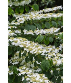 Japanischer Etagen-Schneeball 'Mariesii' -Gardena Store 7537236 PR DE 006 ViburnumPlicatumMariesiiSchneeball