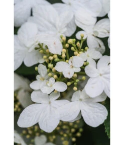 Japanischer Etagen-Schneeball 'Mariesii' -Gardena Store 7537236 PR DE 007 ViburnumPlicatumMariesiiSchneeball