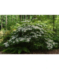 Japanischer Etagen-Schneeball 'Mariesii' -Gardena Store 7537236 PR MO 001 ViburnumPlicatumMariesiiSchneeball