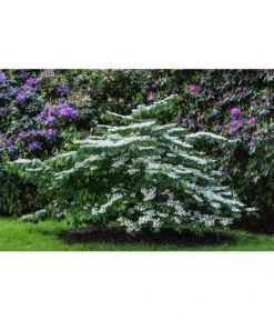 Japanischer Etagen-Schneeball 'Mariesii' -Gardena Store 7537236 PR MO 003 ViburnumPlicatumMariesiiSchneeball