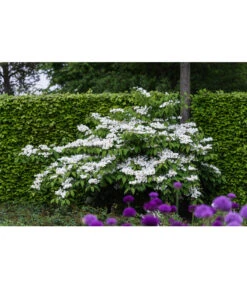 Japanischer Etagen-Schneeball 'Mariesii' -Gardena Store 7537236 PR MO 005 ViburnumPlicatumMariesiiSchneeball