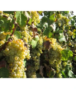 Dehner Gourmet Garten Tafeltraube 'Palatina' -Gardena Store 7540099 WE MO 001 GGWeinPalatinaPixabay