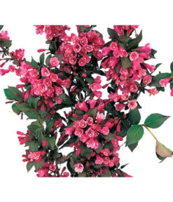 Weigelie 'Victoria'