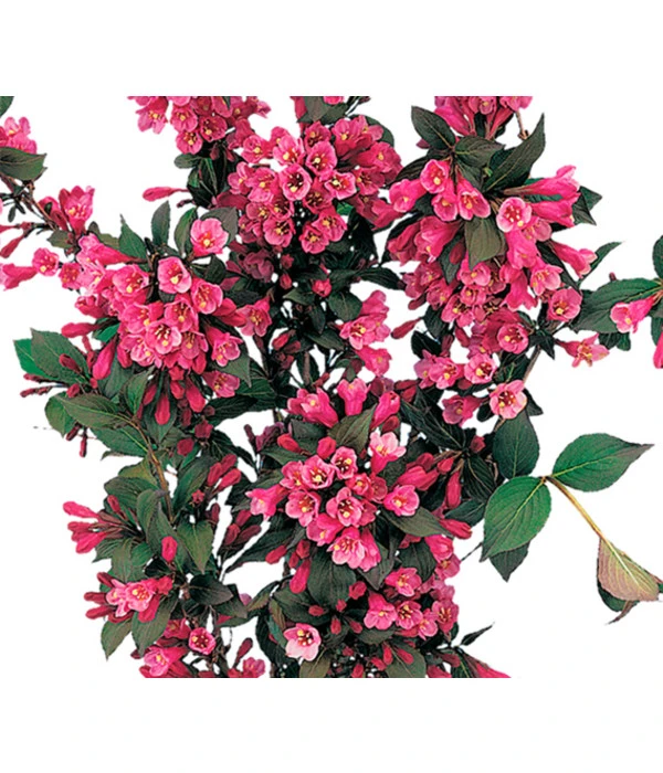Weigelie 'Victoria' 1 Weigelie 'Victoria'