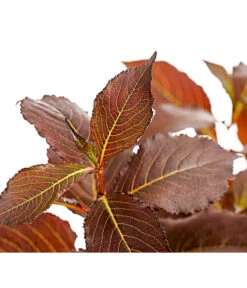 Weigelie 'Victoria' 7 Weigelie 'Victoria' -Gardena Store 7541261 WE DE 001 WeigelieFloridaViktoria5LDehnerExpressHerzig