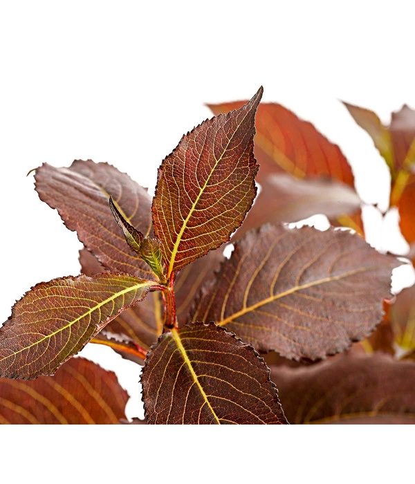 Weigelie 'Victoria' 4 Weigelie 'Victoria' – Bild 4