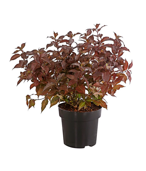 Weigelie 'Victoria' 2 Weigelie 'Victoria' – Bild 2