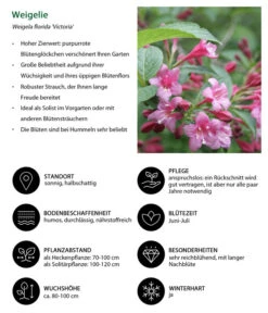 Weigelie 'Victoria' 6 Weigelie 'Victoria' -Gardena Store 7541261 WE IG 001 Weigelie