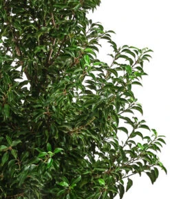 XXL Portugiesischer Kirschlorbeer 'Brenelia', Ca. 170-190 Cm -Gardena Store 7550643 WE DE 001 PrunusLusitanicaBrenelia