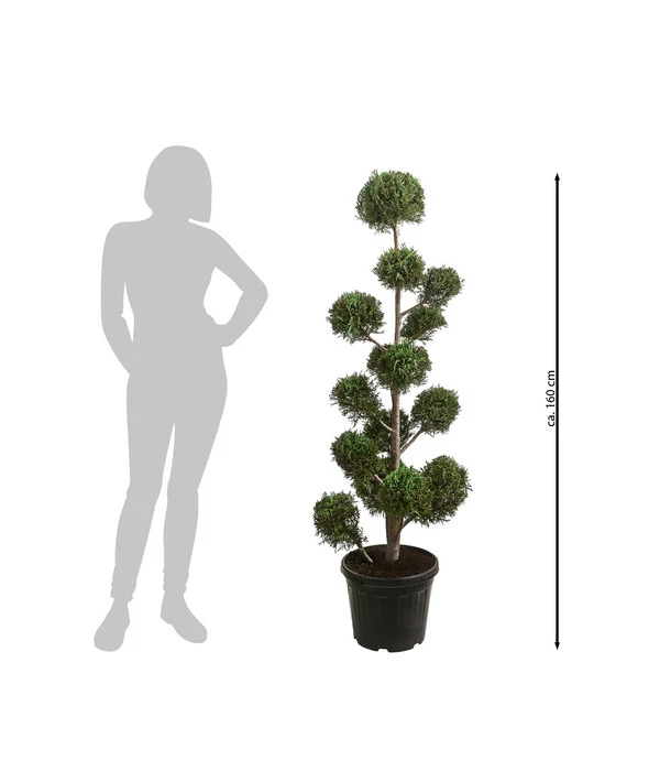 Pompon-Leyland-Zypresse 'Castlewellan Gold', Ca. 150-160 Cm 2 Pompon-Leyland-Zypresse 'Castlewellan Gold', Ca. 150-160 Cm – Bild 2