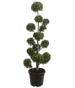 Pompon-Leyland-Zypresse 'Castlewellan Gold', Ca. 150-160 Cm