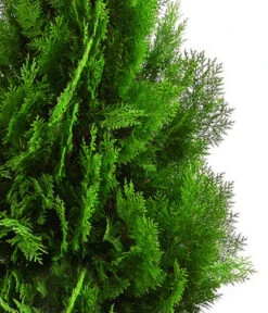 XXL Lebensbaum 'Pyramidalis Aurea', Ca. 125-150 Cm -Gardena Store 7550759 WE DE 001 ThujaPyramidalisXXL