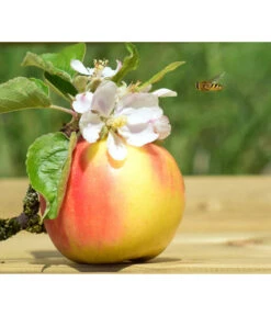 Zwergapfel 'Galina' -Gardena Store 7604697 WE MO 002 ApfelGalinaZwergPixabay