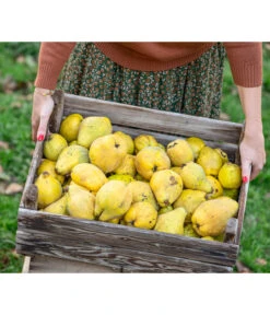 Apfelquitte -Gardena Store 7604978 WE MO 001 Quittenkorb