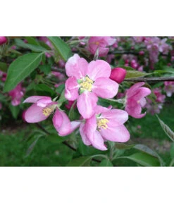 Rotfleischiger Apfel 'Baya Marisa' -Gardena Store 7610488 PR DE 001 MalusApfelRotfleischigBluetePixabay