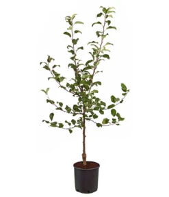 Rotfleischiger Apfel 'Baya Marisa' -Gardena Store 7610488 WE FS 001 ApfelbaumApfelBayaMarisaMalusBusch95Liter