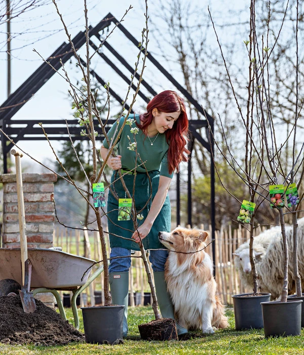 Bio Winterapfel 'Cox Orange Pippin' 2 Bio Winterapfel 'Cox Orange Pippin' – Bild 2