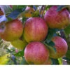 Herbstapfel 'Braeburn'