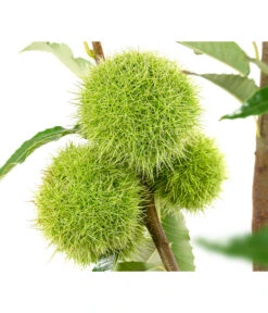 Esskastanie 'Bouche Rouge' -Gardena Store 7621964 WE DE 002 CastaneaSativaBocheRougeEsskastanie