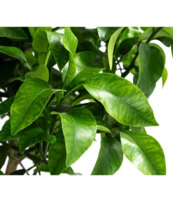 Rosafarbene Grapefruit 5 Rosafarbene Grapefruit -Gardena Store 7622673 WE DE 002 CitrusParadisiiRosaGrapefruitT20