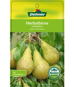 Herbstbirne 'Conference' -Gardena Store 7625908 HerbstbirneConference Etikett 1