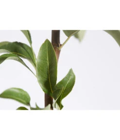 Herbstbirne 'Conference' -Gardena Store 7625908 PR DE 001 BirneConferencePyrusBusch95LiterDehnerExpressZS