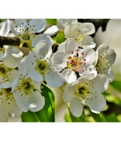 Herbstbirne 'Conference' -Gardena Store 7625908 PR DE 003 PyrusBirneConferenceBluetePixabay