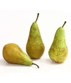 Herbstbirne 'Conference' -Gardena Store 7625908 WE DE 005 BirneConferenceDehnerExpressHerzig