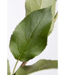 Apfel-Duo 'Jonagold'/'Elstar' -Gardena Store 7639248 PR DE 001 ApfelElstarJonagoldDuoMalus95LiterDehnerExpressZS