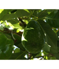 Avocado -Gardena Store 7641343 WE DE 001 PerseaAvocado