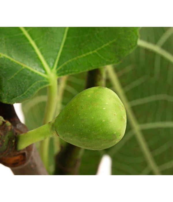 Echte Feige, In Schale 1 Echte Feige, In Schale