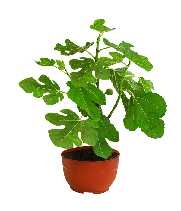 Echte Feige, In Schale 2 Echte Feige, In Schale – Bild 2