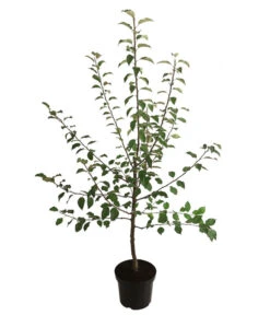 Winterapfel 'Florina' -Gardena Store 7644636 WE FS 001 ApfelbaumMalusApfelFlorina