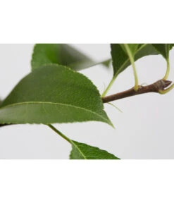 Sommerbirne 'Gute Luise' -Gardena Store 7658578 PR DE 001 BirneGuteLuisePyrusBusch95LiterDehnerExpressZS