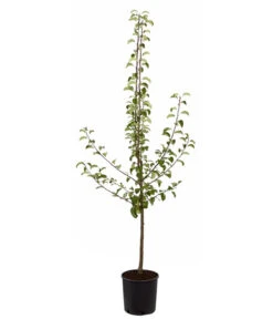 Sommerbirne 'Gute Luise' -Gardena Store 7658578 PR FS 001 BirneGuteLuisePyrusBusch95LiterDehnerExpressZS