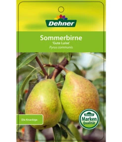 Sommerbirne 'Gute Luise' -Gardena Store 7658578 SommerbirneGuteLuise Etikett 1