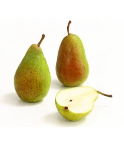 Sommerbirne 'Gute Luise' -Gardena Store 7658578 WE DE 006 BirneGuteLuiseDehnerExpressHerzig