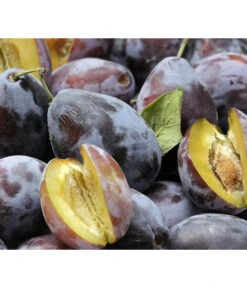 Hauszwetschge -Gardena Store 7663586 PR DE 001 PrunusPflaumeHauszwetschgePixabay